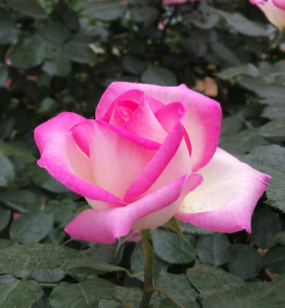 Flor Florecen Primavera Cerca — Foto de Stock