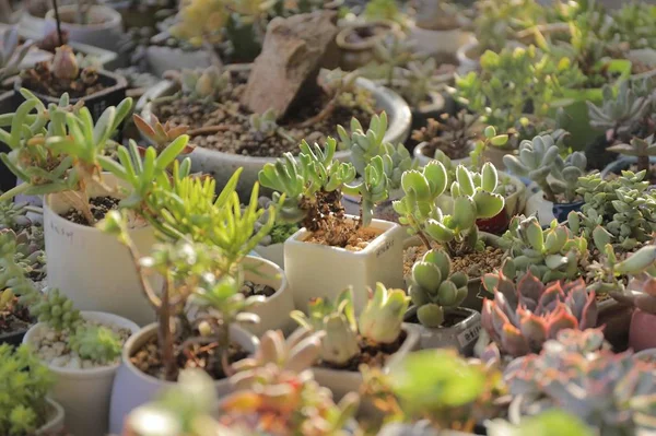 Hermoso Plano Botánico Fondo Pantalla Natural — Foto de Stock