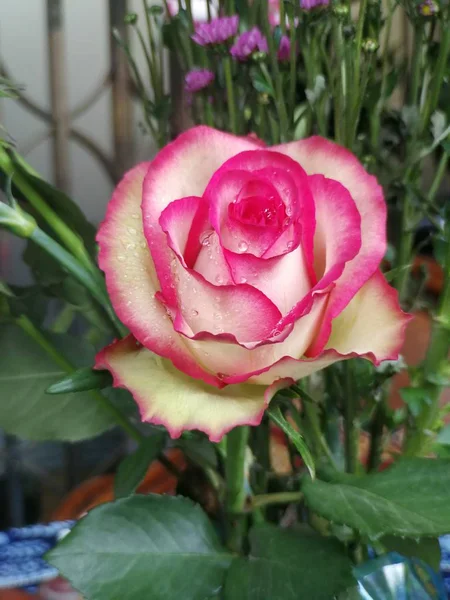 Primer Plano Hermosas Flores Rosas Flor — Foto de Stock