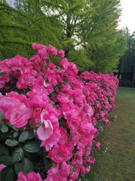 Nahaufnahme Schöner Blühender Blumen — Stockfoto