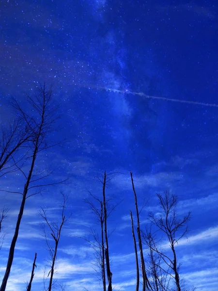 Hermoso Paisaje Invierno Con Árboles Estrellas — Foto de Stock