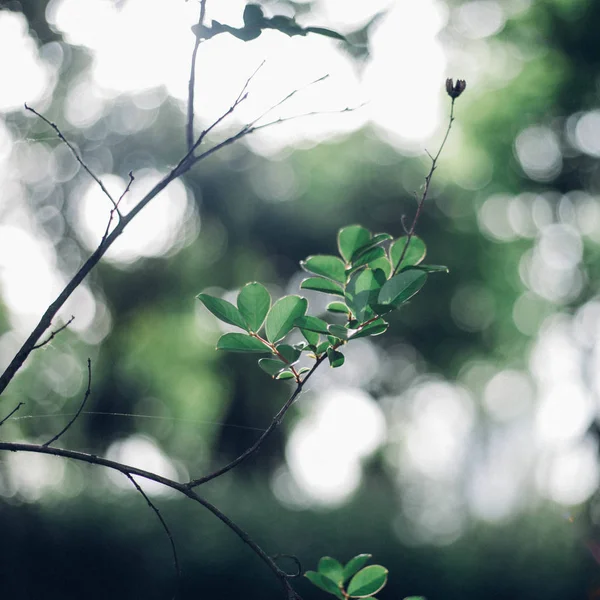 Hermoso Plano Botánico Fondo Pantalla Natural — Foto de Stock