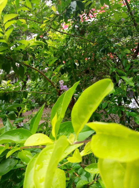 green leaves, green forest flora, nature