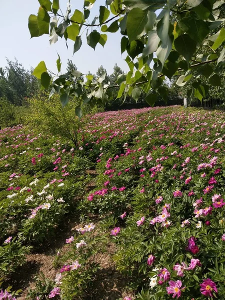 Blühende Blumen Garten Sommerflora — Stockfoto