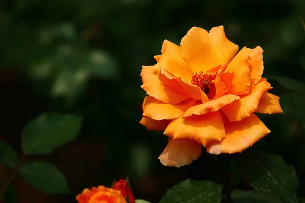 Hermosa Flor Roja Jardín — Foto de Stock