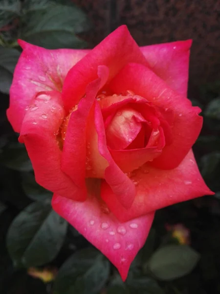 Flora Del Jardín Pétalos Rosa — Foto de Stock