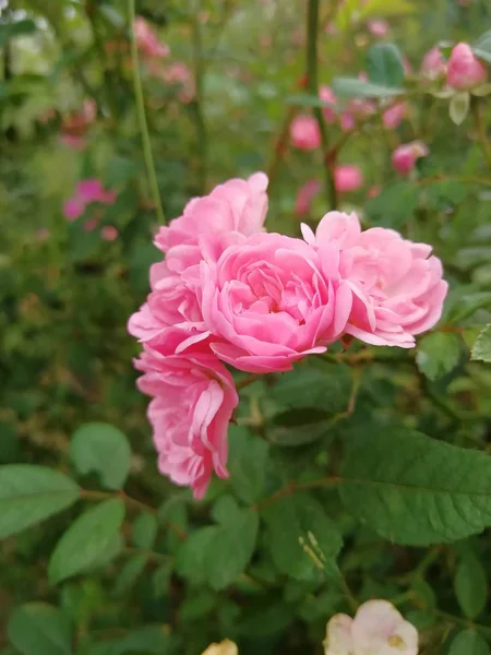 Hermosas Flores Flor Aire Libre — Foto de Stock