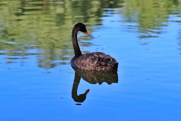 Vogel Zwemmen Vijver — Stockfoto