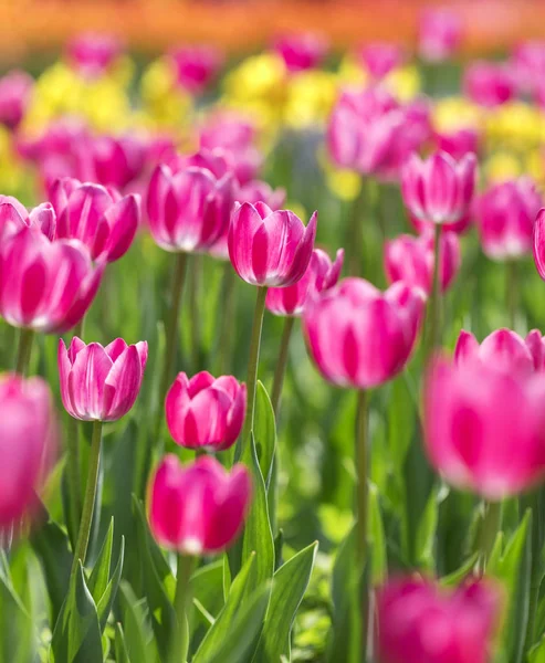 Tulipas Coloridas Jardim — Fotografia de Stock