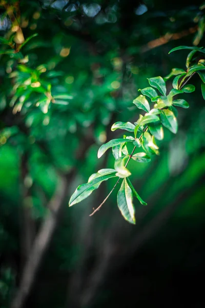 Hermoso Plano Botánico Fondo Pantalla Natural — Foto de Stock