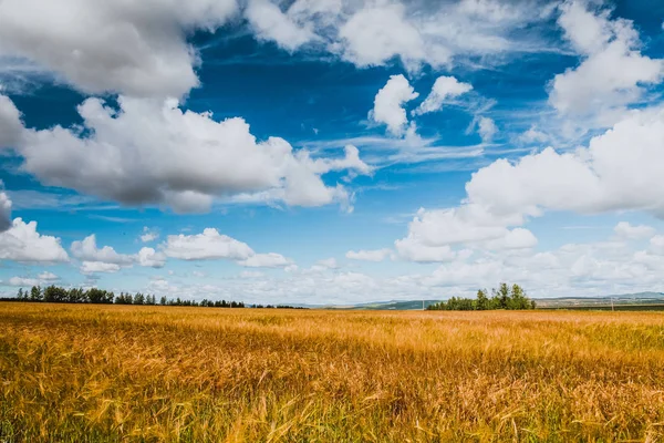 Field Wheat Blue Sky — Stock Photo, Image