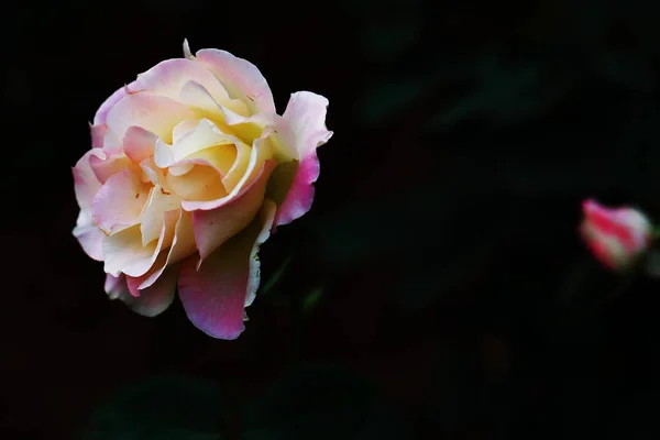美丽的玫瑰花卉背景特写视图 — 图库照片