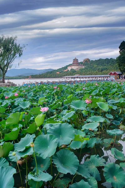 Vista Flores Loto Florecen — Foto de Stock