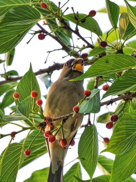 Appelboom Een Tak — Stockfoto