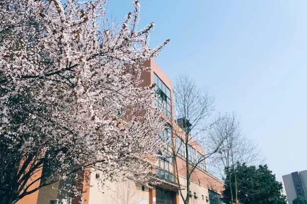 Hermoso Árbol Floreciente Primavera — Foto de Stock