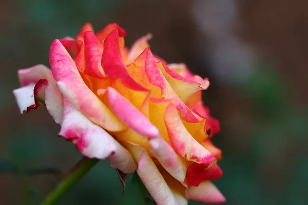 ดอกก หลาบแดงในสวน — ภาพถ่ายสต็อก