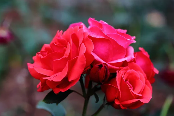 Flor Roja Jardín — Foto de Stock