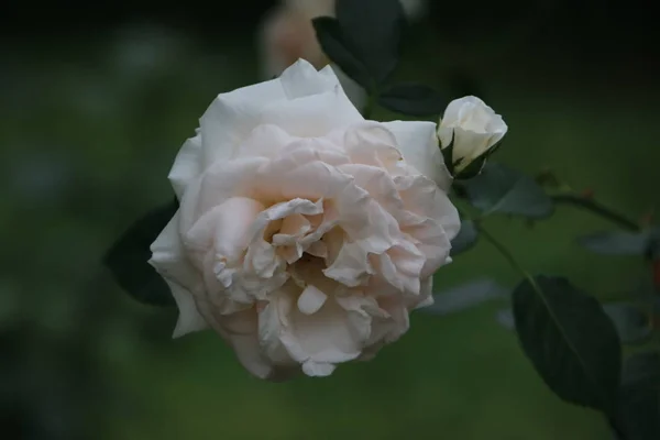 Hermosa Flor Rosa Jardín — Foto de Stock