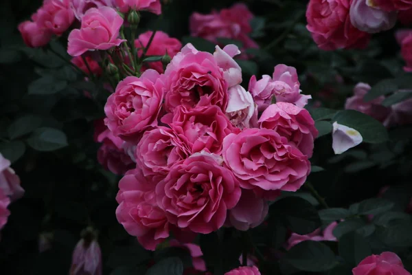 Hermosas Flores Naturaleza Flora — Foto de Stock