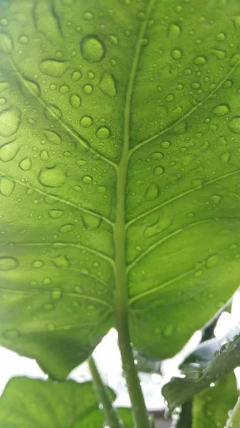 Gocce Acqua Foglia Verde — Foto Stock