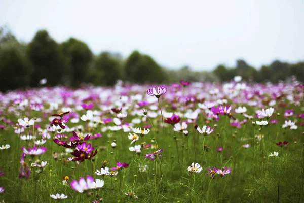 Krásné Růžové Kosmu Květiny Poli — Stock fotografie
