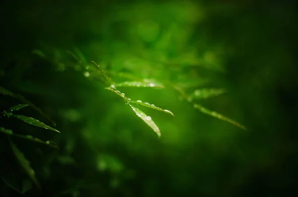 Flora Naturaleza Hojas Medio Ambiente — Foto de Stock