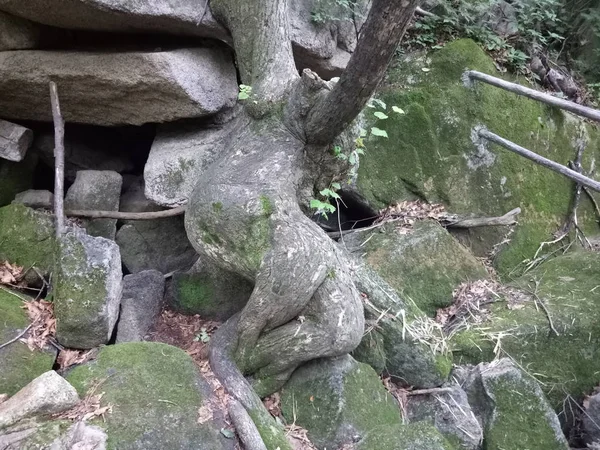 Muro Piedra Con Hierba Musgo — Foto de Stock