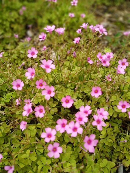 Schöne Rosa Blumen Garten — Stockfoto