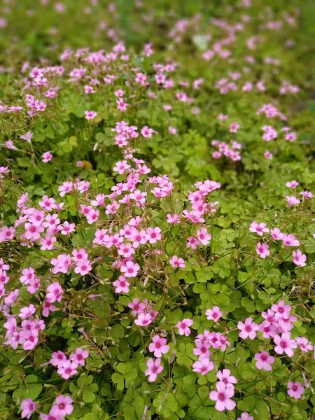 Blumen Blühen Flora Und Natur — Stockfoto