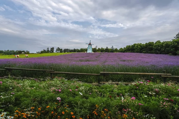 beautiful landscape with blooming flowers in the netherlands