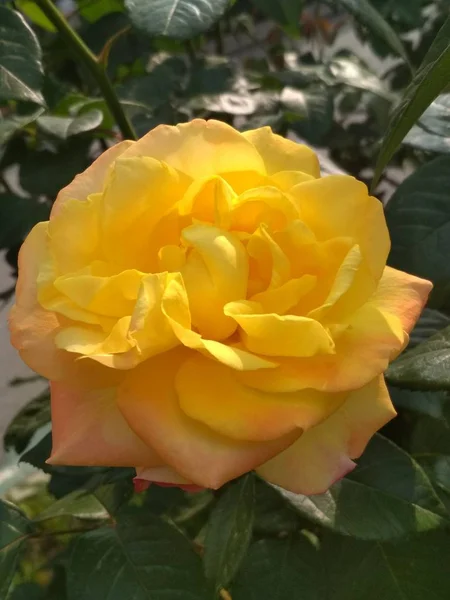 Hermosa Rosa Amarilla Jardín — Foto de Stock