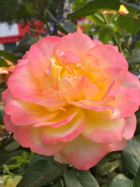 Vista Diurna Flor Floreciendo Jardín Primavera — Foto de Stock