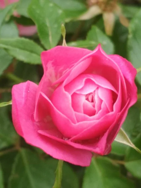 Hermosa Flor Jardín — Foto de Stock