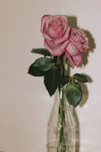 Las Rosas Hermosas Jarrón Fondo Claro — Foto de Stock