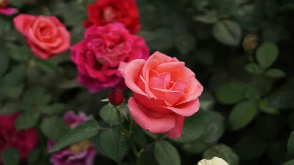 Primer Plano Hermosas Flores Rosas Flor — Foto de Stock