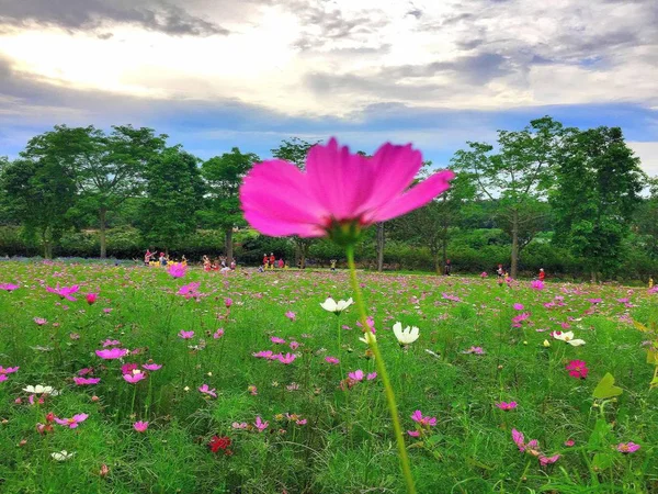 Kosmos Blumen Blütenblätter Flora — Stockfoto