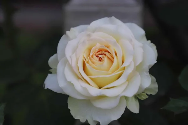 Vacker Botanisk Skott Naturliga Tapeter — Stockfoto