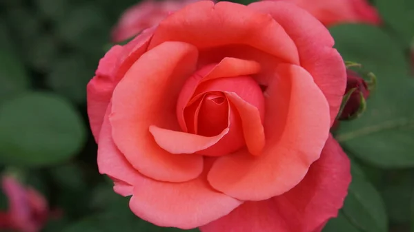 Hermosa Rosa Roja Jardín Flora — Foto de Stock