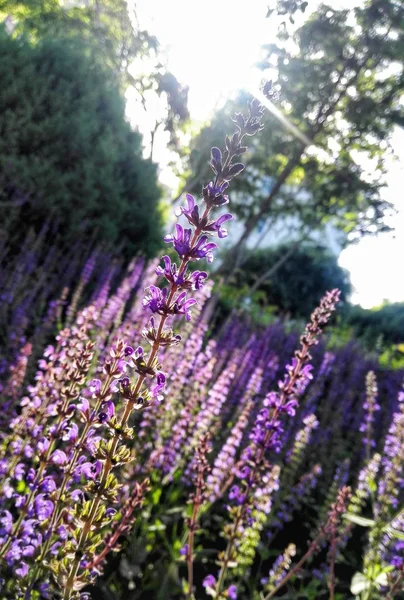 Lavendelfeld Frühling — Stockfoto