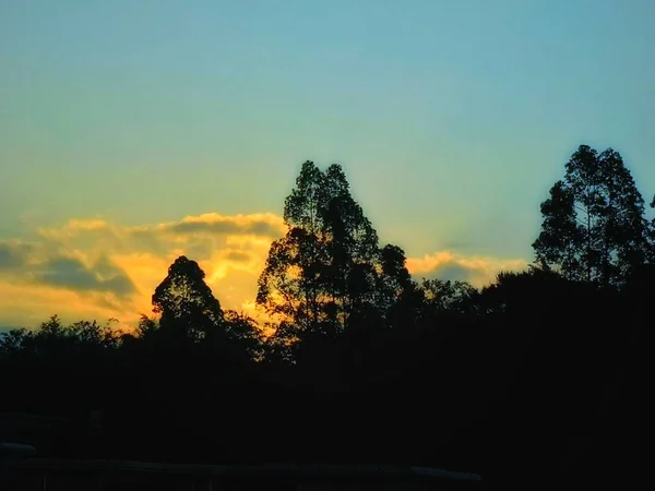 Árboles Bosque Atardecer — Foto de Stock