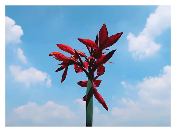 red flower isolated on white background