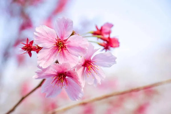 Cherry tree blossom in garden