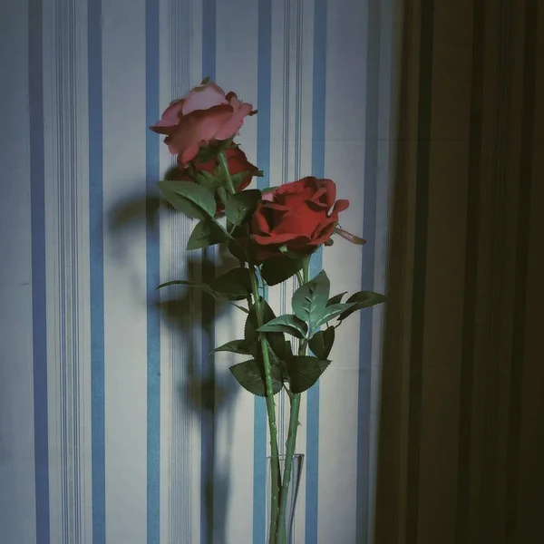 stock image beautiful red roses in a vase