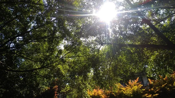 Rayos Sol Parque — Foto de Stock