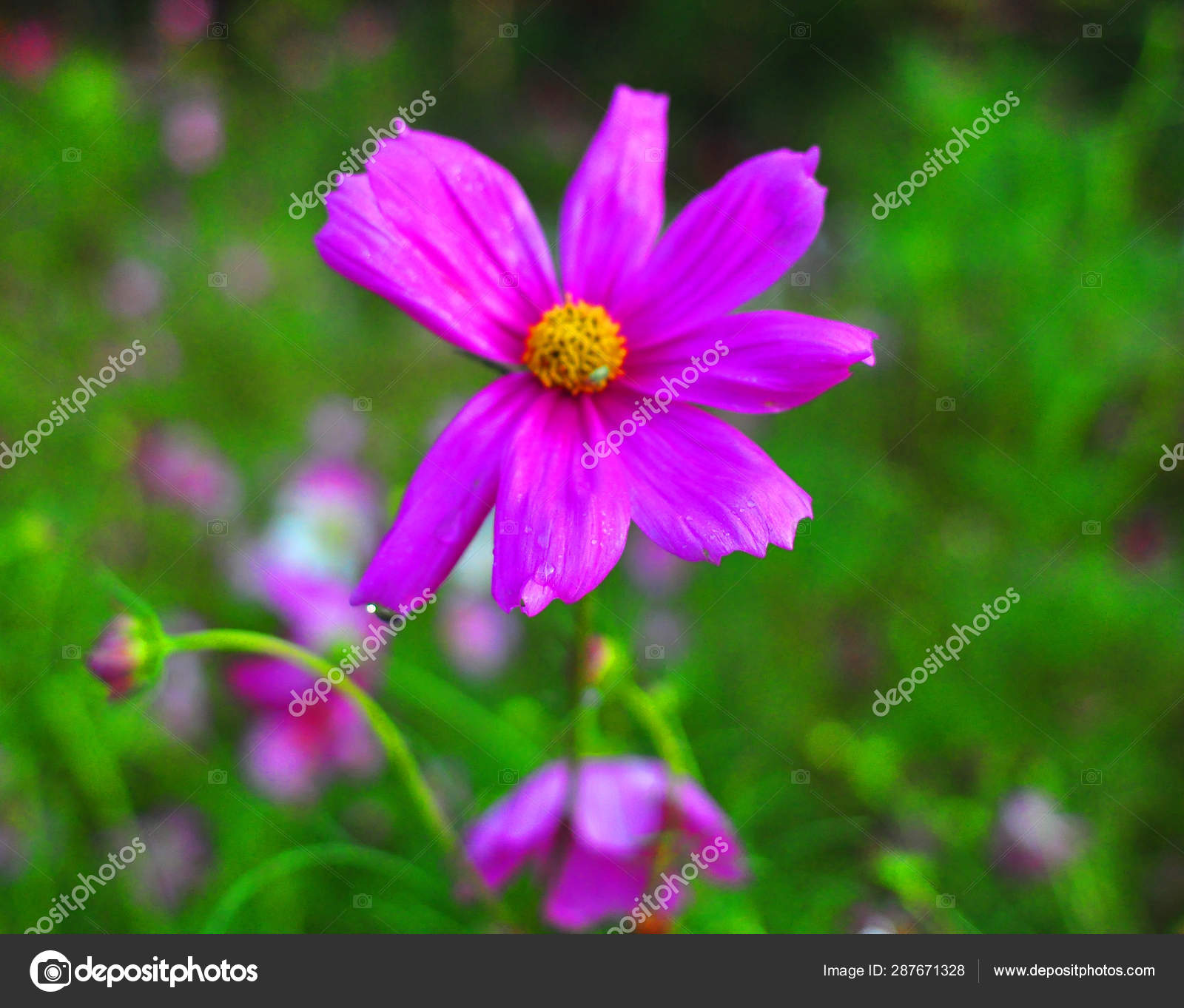 宇宙中的花瓣 图库照片 C Imaginechina Tuchong