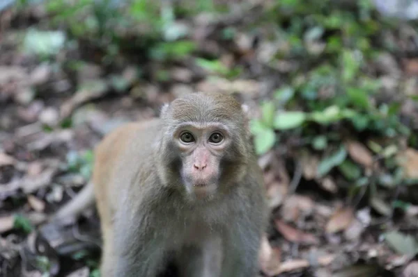 Mono Selva — Foto de Stock