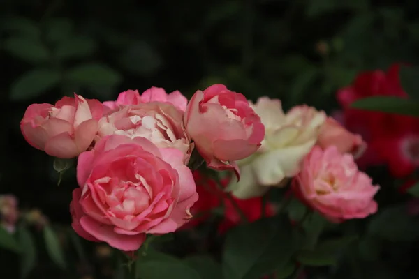 Retratada Tiernas Flores Floreciendo Jardín Durante Día — Foto de Stock