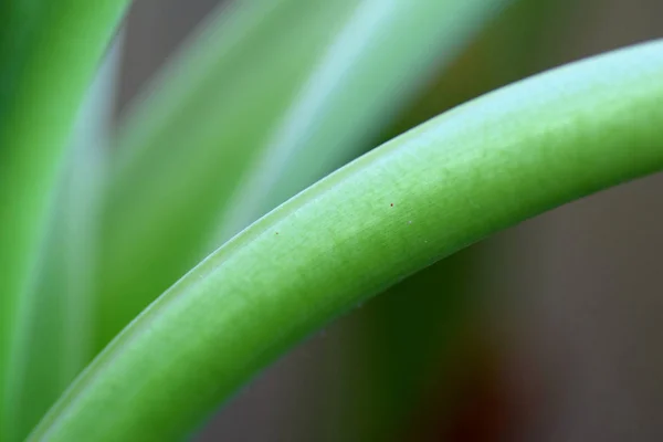 Hermoso Plano Botánico Fondo Pantalla Natural — Foto de Stock