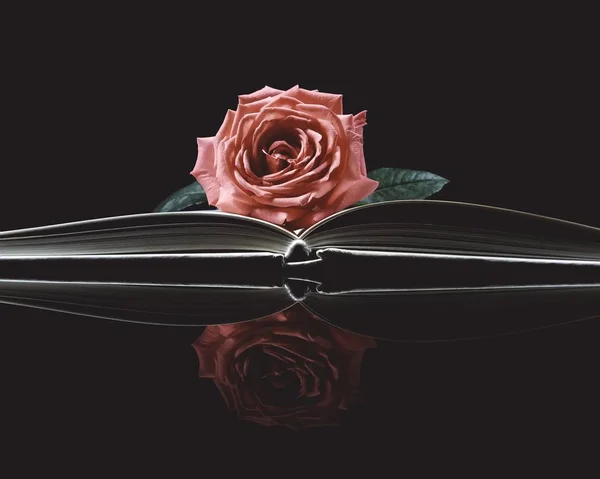 rose flower on black background