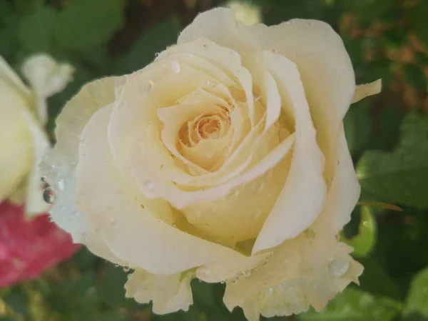 Primer Plano Hermosas Flores Rosas Flor — Foto de Stock